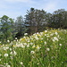 Pusteblume