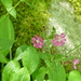 en forêt aussi , d'innombrables fleurs !