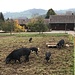 glückliche Schweine auf Bruggen