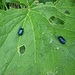 Die kleinen schillernden Käfer haben überall im Gemüse rumgesessen. Ob die Löcher in den Blättern von ihnen sind?