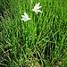 Paradisea liliastrum (L.) Bertol.<br />Asparagaceae<br /><br />Paradisia<br />Lil des Alpes, Paradisie<br />Weisse Trichterlilie, Paradieslilie