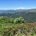 Monte Rosa e Rododendri.