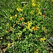 Lotus alpinus (DC.) Ramond<br />Fabaceae<br /><br />Ginetrino alpino<br />Lotier des Alps<br />Alpen-Hornklee