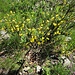 Genista tinctoria L.<br />Fabaceae<br /><br />Ginestra minore<br />Genet des teinturiers<br />Färber-Ginster