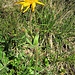 Arnica montana L.<br />Asteraceae<br /><br />Arnica<br />Arnica<br />Arnika, Wohlverleih