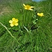 Ranunculus flammula L.<br />Ranunculaceae<br /><br />Ranuncolo delle passere<br />Petit douve, Renuncule flammette<br />Kleiner Sumpf-Hahnenfuss, Brennender Hahnenfuss