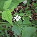 Stellaria nemorum L.<br />Caryophillaceae<br /><br />Centocchio dei boschi<br />Stellaire des bois<br />Hain-Sternmiere