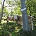 Vacche all'Alpe Ranghetto.