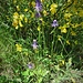 Phyteuma betoncifolium Vill.<br />Campanulaceae<br /><br />Raponzolo montano<br />Raiponce à feuilles de bétoine<br />Betonienblättrige Rapunzel<br />