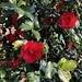 Kamelienblüte im Februar