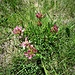 Trifolium alpinum L:<br />Fabaceae<br /><br />Trifoglio alpino<br />Trèfle des Alpes<br />Alpen-Klee<br />