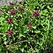 Thymus pulegioides L.<br />Lamiaceae<br /><br />Timo goniotrico<br />Thym pouliot<br />Arznei-Feld-Thymian