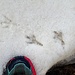 Impronte di gracchio alpino
