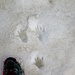 Impronte di marmotta