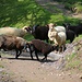 Nach Auskunft des Schäfers besiedelten 1050 Schafe die Alpweiden von Rafüsc.