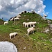 Schafe am Kuchelbergkamm