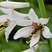 Biene vs Spinne auf einer Trichterlilie