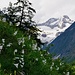 Eine Wiese mit Weissen Trichterlilien, im Hintergrund das Nesthorn