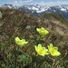 Schwefel-Anemone (Pulsatilla alpina subsp. apiifolia) auf dem Gipfel des Alpilakopfs