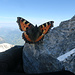 Auf fast 3200 Metern ist dem Schmetterling auch mitte Juni zu kalt am Schatten...