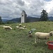 Eine ganz schön(e) Schafe-Tour