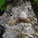One of the biggest snails we saw today.<br />Weinbergschnecke (<i>Helix pomatia</i>)