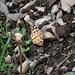 Distelfalter (<i>Vanessa cardui</i>)