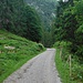 On the forest road towards Abern Oberalp.
