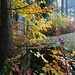 ... sondern laufen hoch - zum Herbstwald, mit hier schöner Kombination von alt und neu ...