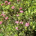 Fioriture di rododendri.