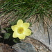 Pulsatilla.
