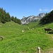 Querung auf die Rückseite der Alp Sigel