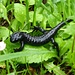Alpine salamander.<br />I actually spotted a total of five such animals in the morning.