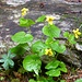 A nice flower in the forest.<br /><br />Zweiblütige Veilchen (Viola biflora)?