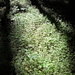 Waldboden