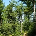Auf meiner Route stellt man fest, dass der Frankenwald nicht immer nur aus endlosen Fichtenwäldern besteht - zwischen dem Langenautal und Dürrenwaid dominieren eher die Buchen