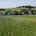 Steinbach mit dem Langesbühl, vorne eines von vielen Feldern, in denen zahlreiche Kornblumen gedeihen