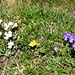 Wilde Stiefmütterchen (Viola tricolor) with normal colors (right), and a white variety (left).