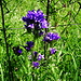 Glockenblume