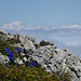 Immer wieder Enziane, Mont Blanc im Hintergrund