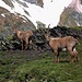 Alpensteinböcke (Capra ibex) bei der Capanna Scaletta.