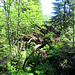 schöne Wälder