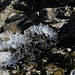 An einer Quelle sprudelt das Wasser wie bei einem Springbrunnen mit Druck über 15 Zentimeter nach oben aus dem Fels heraus.