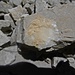 Eine Miniatur-Quarzader in einem Stein am Gipfel der Grubenkarspitze.
