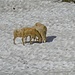 ...und die Schafe suchen Schnee und Schatten.