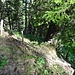 Ausstieg auf 1400 m.<br />Für den Abstieg markiert der Steinmann beim Baum den Einstieg (kein Durchgang beim Weidezaun)