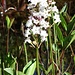 Fieberklee im Stelsersee in voller Blüte
