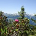Alpenrosen vor der Kulisse der Schanfigger Berge