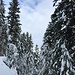 viel Neuschnee