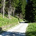 On the forest road towards Alp Niemet.